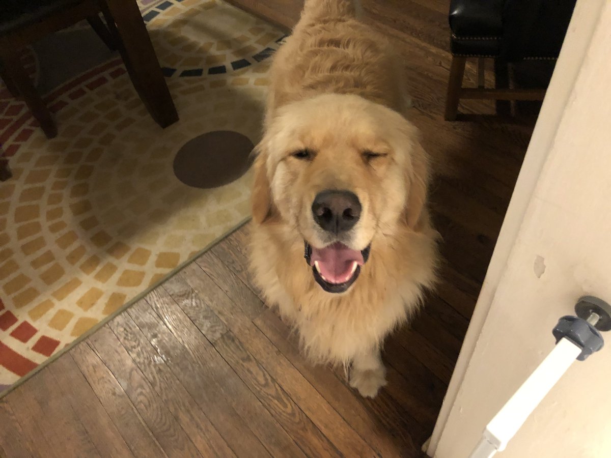 For those of you that may be suffering and need to see something not-awful today, here is a cute picture of me smiling.

My family and I wish you peace and good health.

#DogsOfTwitter #GoldenRetrievers