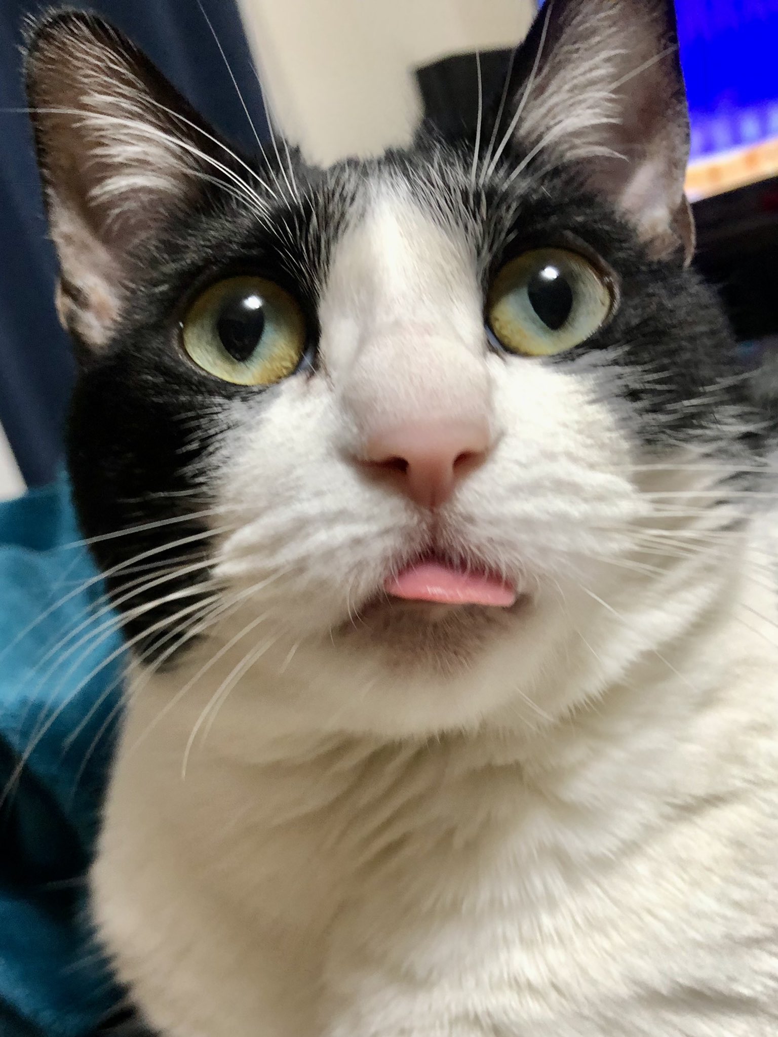 すこんぶ (@kobcya) / X