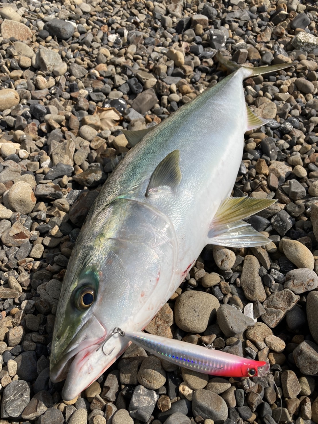 青物釣り Twitter Search Twitter