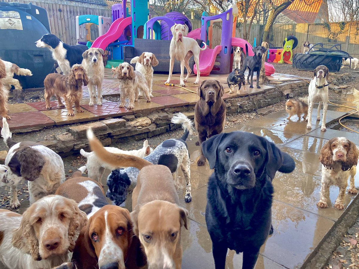 #twitterdogcommunity we joined Twitter to post our gang but have no idea how to use it 🙈 could anyone tell us how? 🐾  (not all these pups are ours)