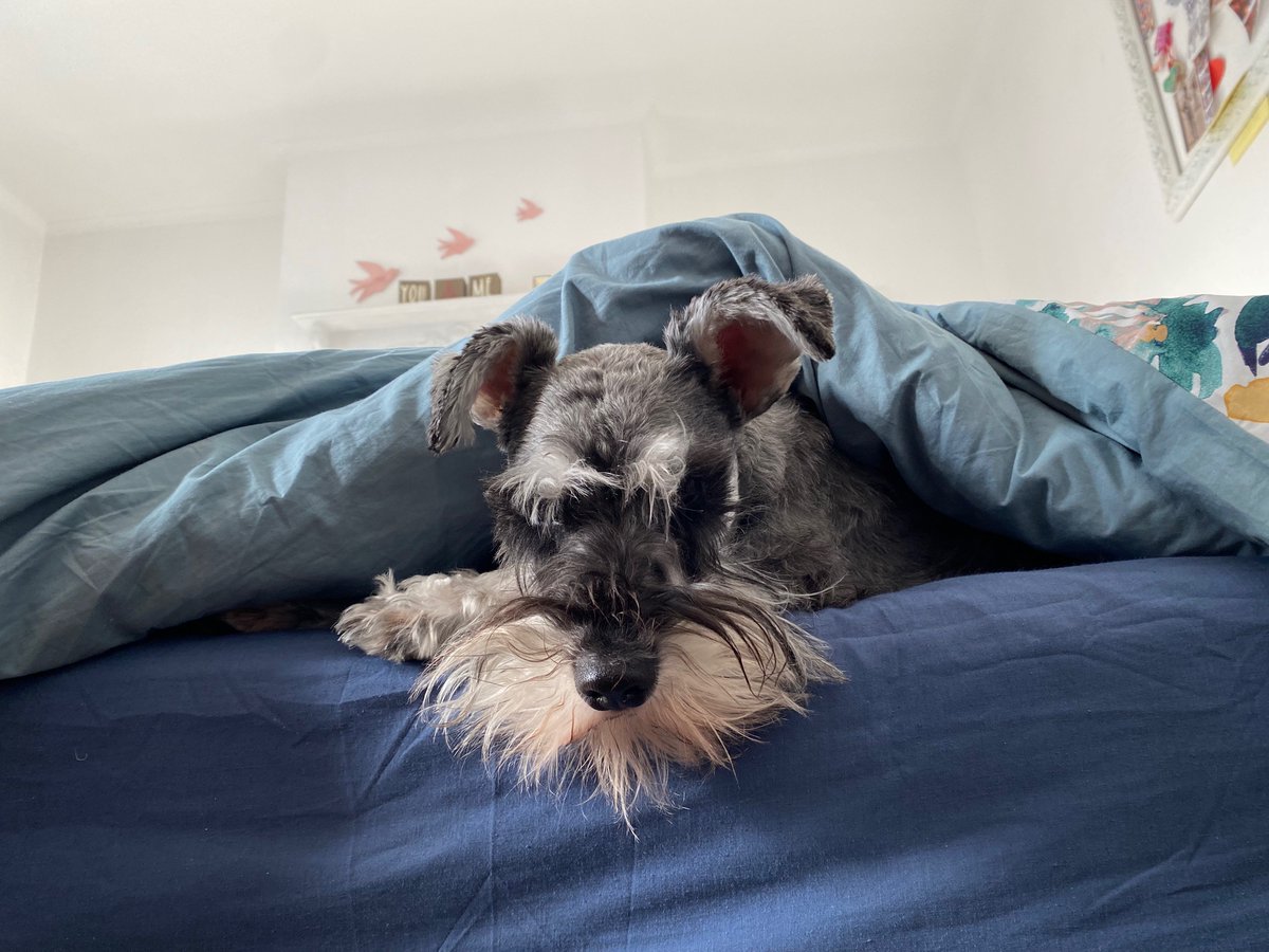 rocket_mini's tweet photo. Bed beard 😂 
Sundays are for snoozing!?! #twitterdogcommunity https://t.co/WZqB6rt2NI