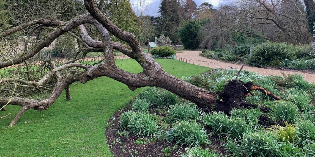 @tomo_yuki2525 この木の今 