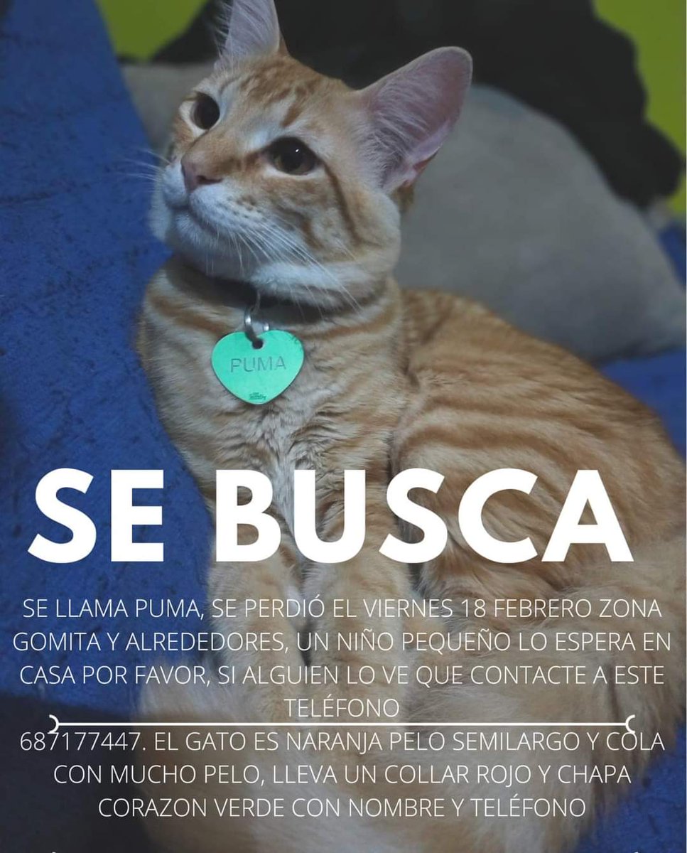 BeatrizAndrino's tweet photo. Gatito #PERDIDO por bulevar , Aljaraque. Compartir porfavor, muchas gracias https://t.co/4ol3b4ZwE8