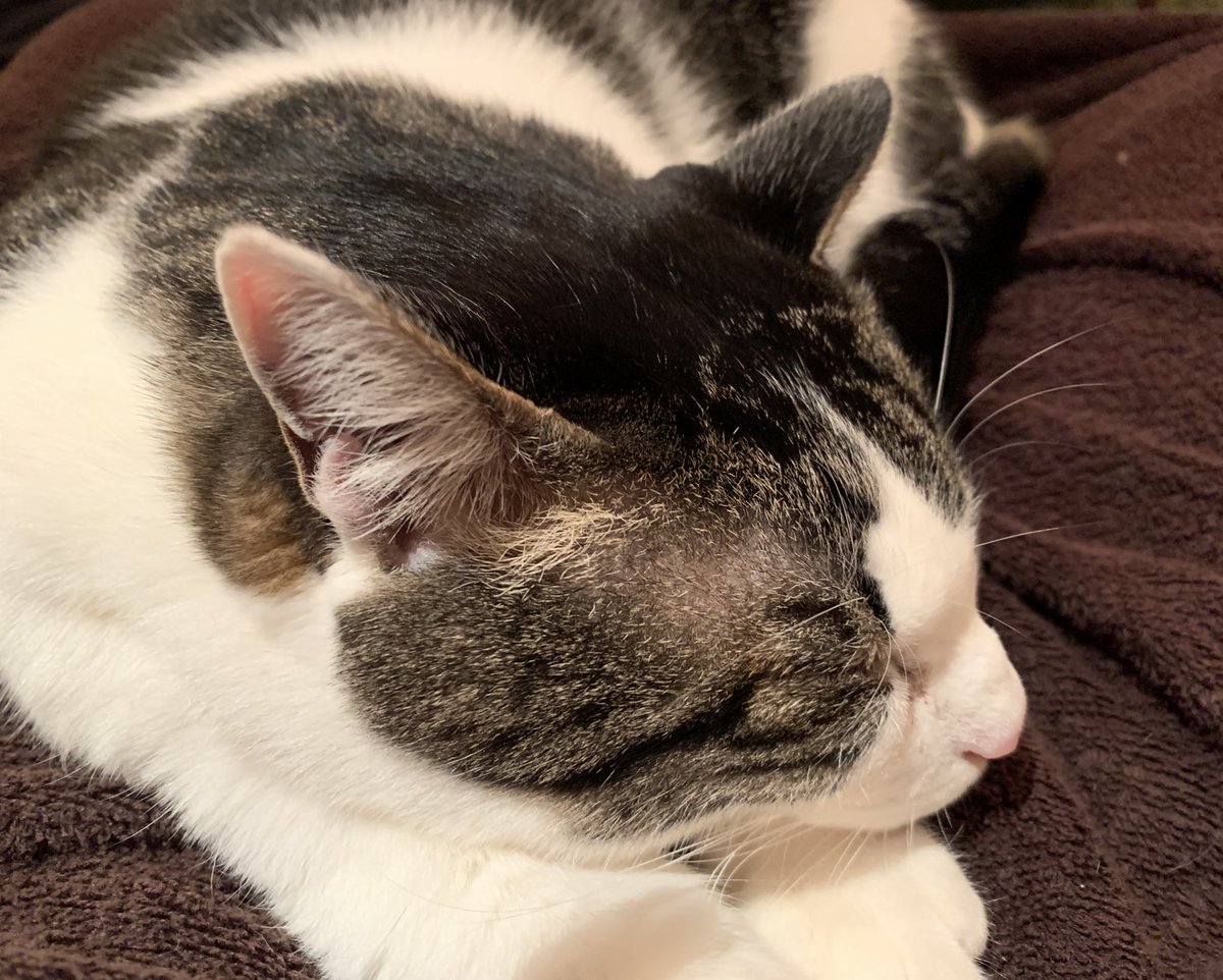 我が家の猫 ボロボロで保護されてからずっと膝には乗らなかったんです それが3年目の今年 毎晩 いそいそやってきて眠るんです かわいい ちょっと重 かわ Togetter