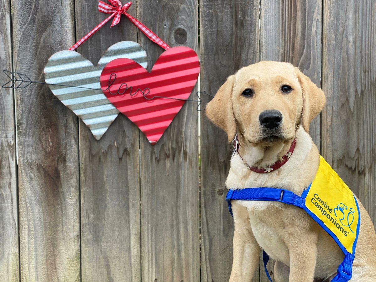canineorg's tweet photo. We are counting on you to unleash the #love and power of the human-canine bond. Will you #donate now to unite more teams? 🐶Visit https://t.co/Ku5avhnHHc PLS #RETWEET https://t.co/r5KDeDqa6G