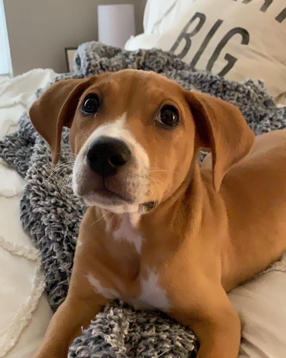 barkinbeets's tweet photo. can you believe that this little puppy is all grown up? 🥺 #dogsoftwitter #twitterdogcommunity #puppies #mypupgrewup https://t.co/Jtqh1B13Nk