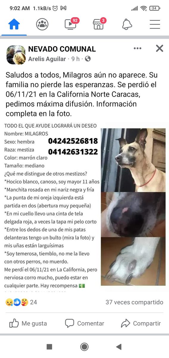 PerroUsuario Wof '•' tweet media