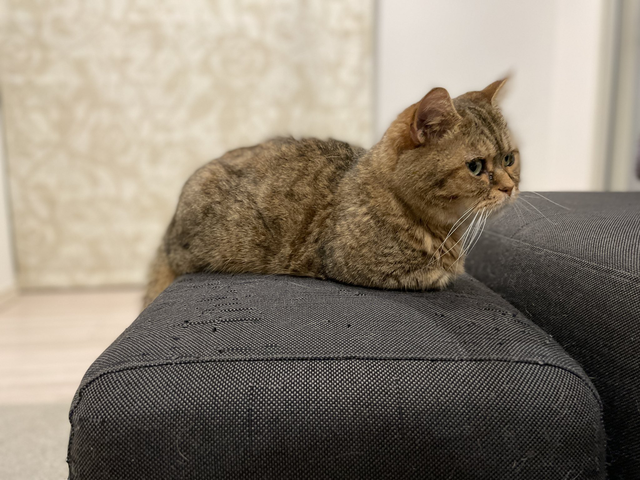 お婆ちゃん猫 ポポ の一日 Masato Tweets Twitter