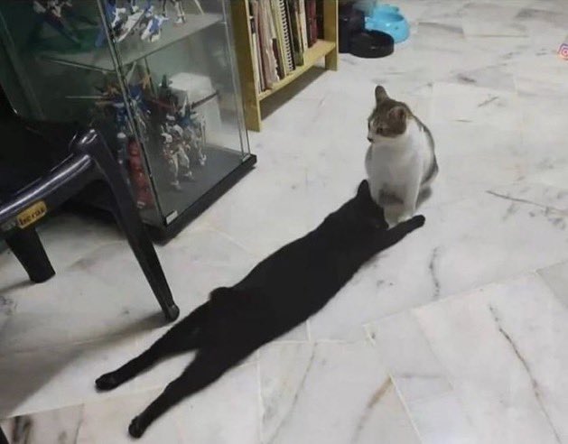 猫の影が伸びていると思ったら ただ黒猫が寝そべっているだけだった 話題の画像プラス