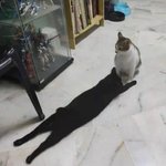 猫の影が伸びていると思ったら？ただ黒猫が寝そべっているだけだった!