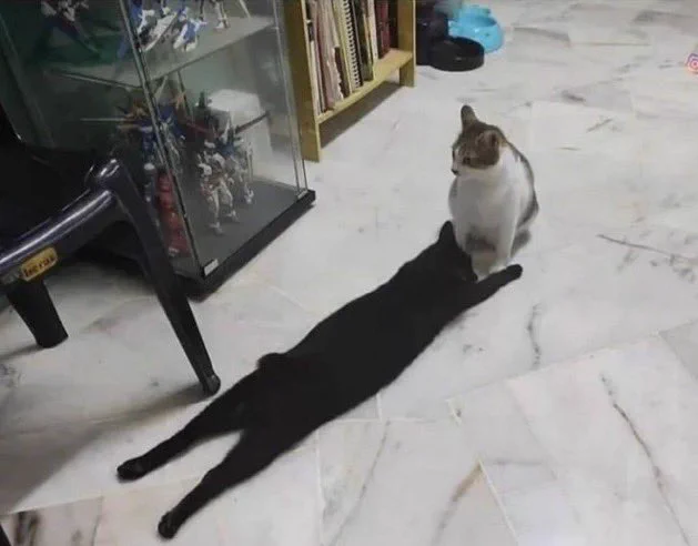 猫の影が伸びていると思ったら？ただ黒猫が寝そべっているだけだったwww