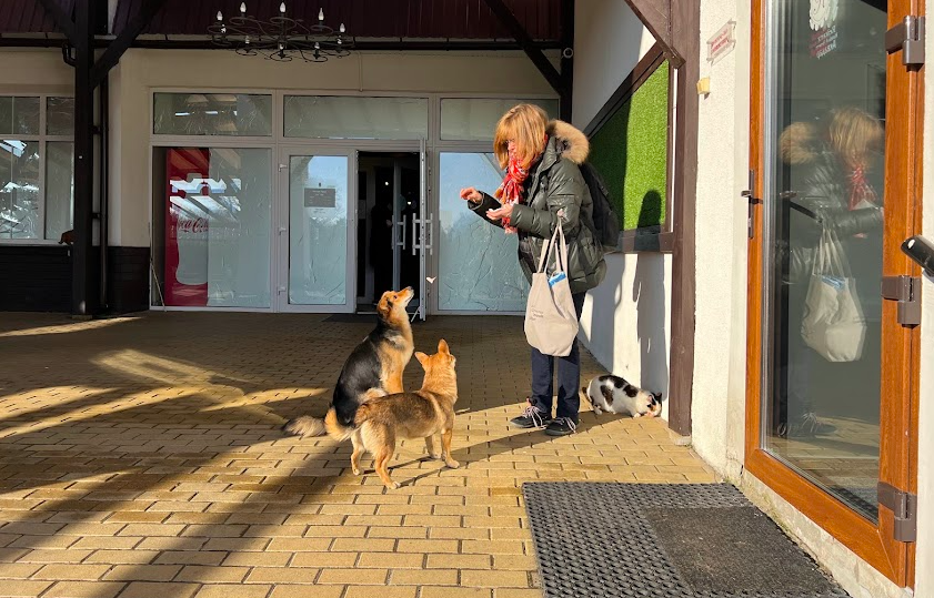 timkmak's tweet photo. Eleanor is also a sucker for dogs and cats, who have no idea we are in a country at war. 

She has been at various points been covered in dog hair, and insists on pausing to feed them all before we go on @NPRextra https://t.co/Hy7Qr6VZOc