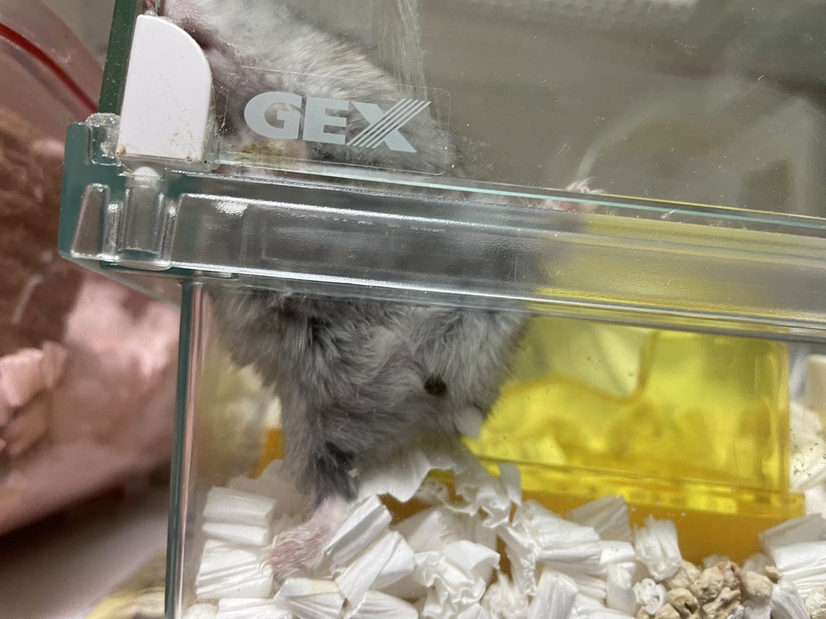 alfred_arthur's tweet image. 💩出てますけど  #にゃこ  #ハムスター