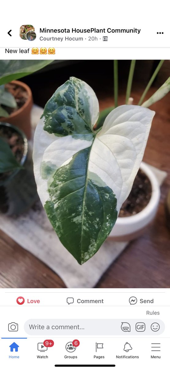 alyssadriessen's tweet photo. i will not rest until i find this plant https://t.co/apIYQtsLPY