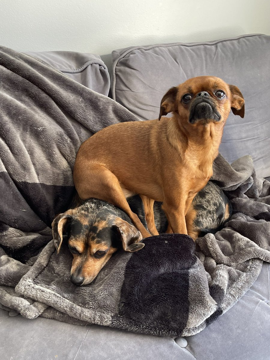 Sitting on my problems 😌 

#DogsofTwittter #twitterdogcommunity #funnydogs #dogsofinstagram #dachshund #brusselsgriffon