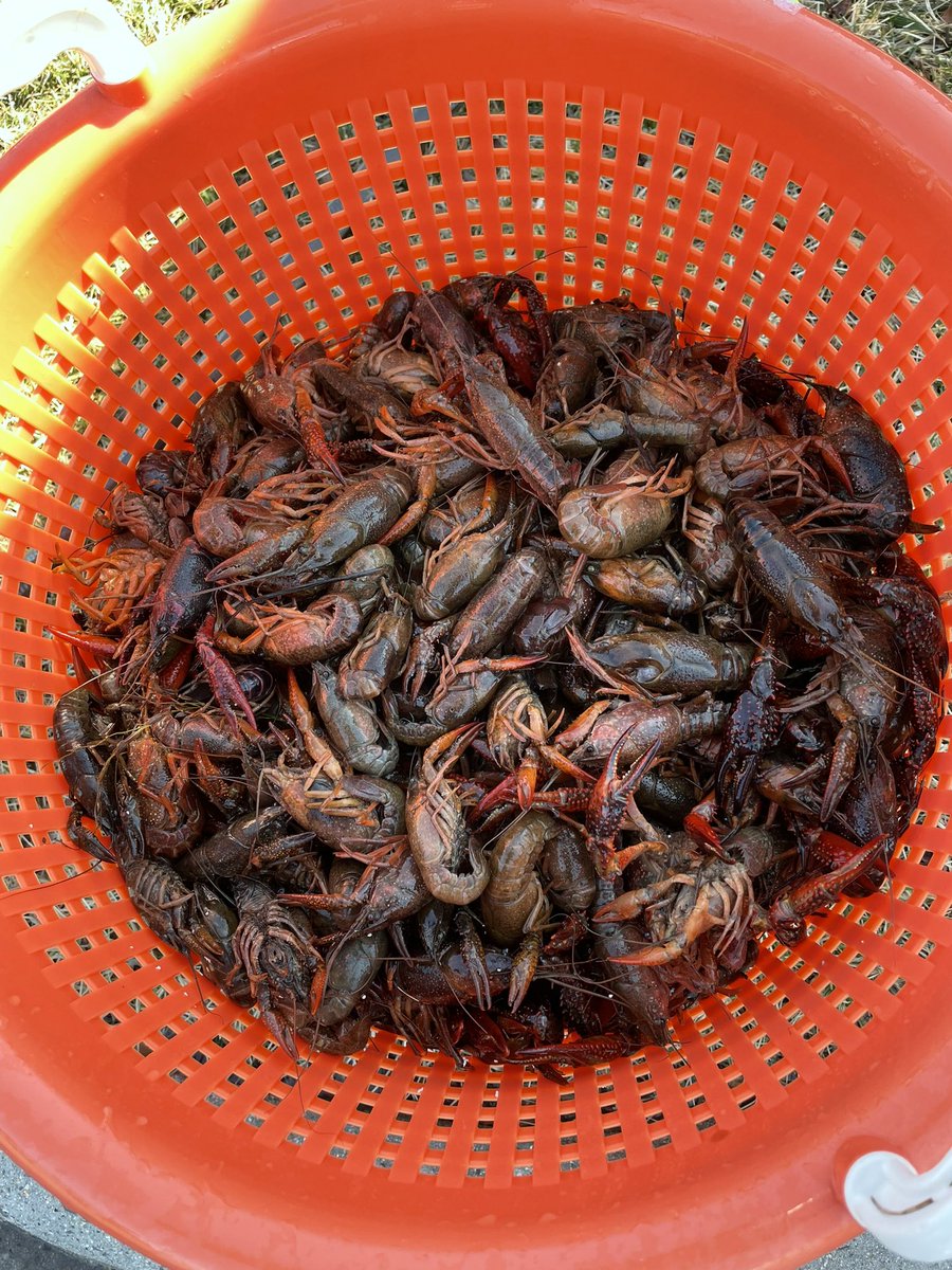 getlostcatering's tweet photo. All set up for Beads, Beer, and Mud Bugs! 💜💚💛 Celebrate Mardi Gras at @LostRhino with hot, boiled crawfish (while it lasts!), Cajun food specials, New Orleans craft beer by @TheAbitaBeer, and live music. The fun starts at 2pm!

#lostrhinobrewery #mardigras2022 https://t.co/qRk7N1502d