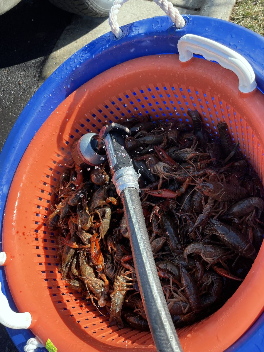 getlostcatering's tweet photo. All set up for Beads, Beer, and Mud Bugs! 💜💚💛 Celebrate Mardi Gras at @LostRhino with hot, boiled crawfish (while it lasts!), Cajun food specials, New Orleans craft beer by @TheAbitaBeer, and live music. The fun starts at 2pm!

#lostrhinobrewery #mardigras2022 https://t.co/qRk7N1502d