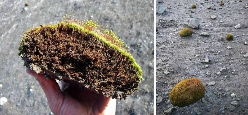 31Octa95's tweet photo. Tikus gletser (bahasa Islandia: jökla-mýs) bukanlah tikus atau binatang, melainkan koloni lumut yg berbentuk bulat, terdiri dri beberapa spesies lumut yg membungkus gumpalan tanah sebesar jeruk, yg ditemui di gletser (endapan es besar tebal) Alaska 🇺🇸, Islandia 🇮🇸, dan Chili 🇨🇱. https://t.co/ljj2PCSjO9