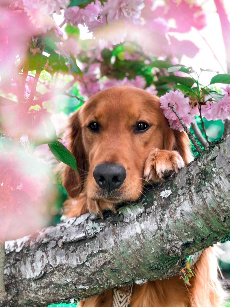 It’s raining in SC today, so I’m editing spring pictures 😍 #dogsoftwitter #twitterdogcommunity #doggie #goldenretriever