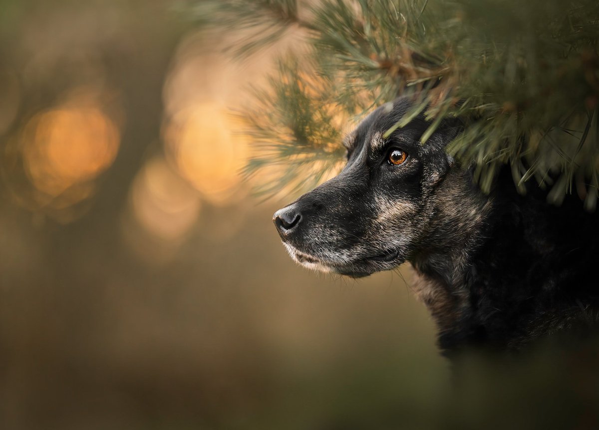 What an amazing day for an amazing hike 🌷☀️ spring was really in the air! Tell me how you spend your weekend? 😊 #dogsoftwitter #DogsofTwittter #dogsofinstagram #twitterdogcommunity #twitterdogs #weekendvibes #hikingadventures