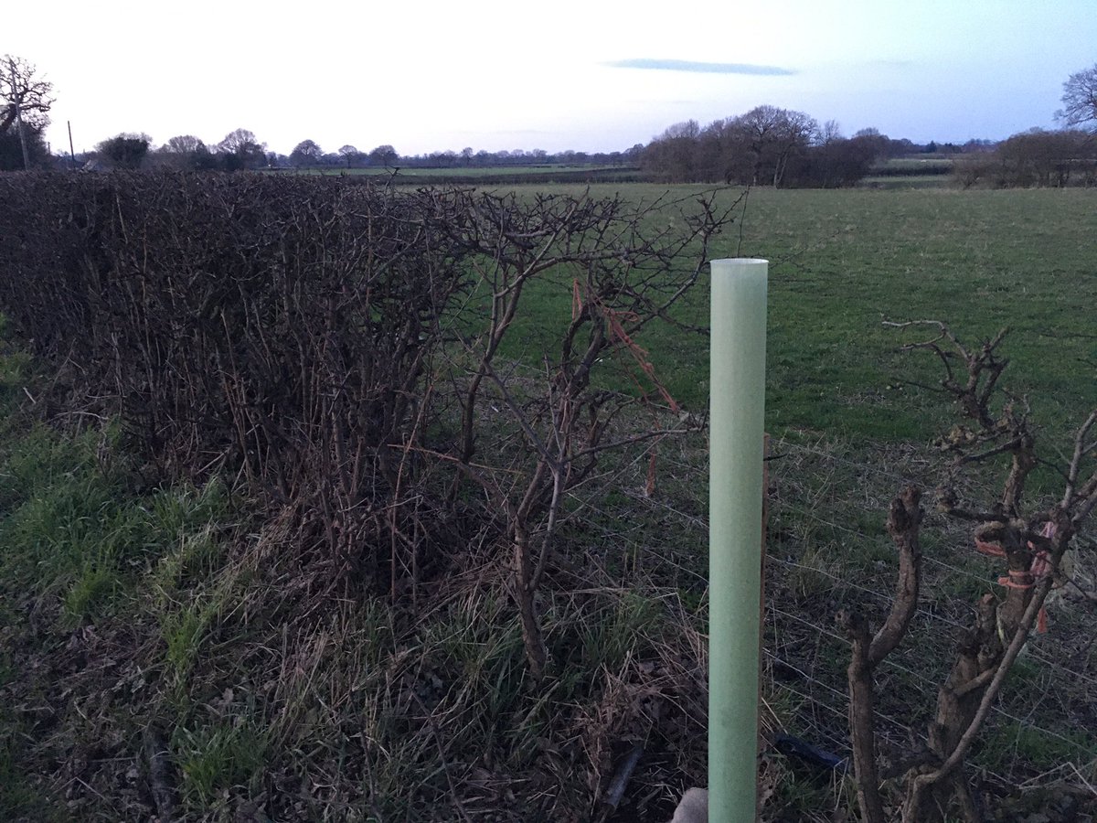 A Cheshire Dairy Farm (@farmingcheshire) on Twitter photo This week we have been planting our free trees from the <a href="/NFUNorthWest/">NFU North West</a>, <a href="/LloydsBankBiz/">Lloyds Business</a> & @WoodlandTrust! The trees have been placed across the farm in both old and new hedgerows as well as within areas of open woodland where some of the older trees have died back 🌳 #PlantATree This week we have been planting our free trees from the <a href="/NFUNorthWest/">NFU North West</a>, <a href="/LloydsBankBiz/">Lloyds Business</a> & @WoodlandTrust! The trees have been placed across the farm in both old and new hedgerows as well as within areas of open woodland where some of the older trees have died back 🌳 #PlantATree