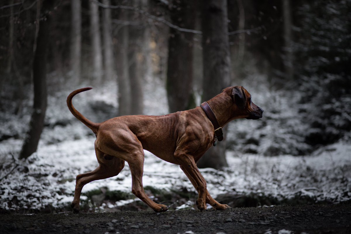 How many #fitdog here ? #dogsoftwitter #dogphotography #twitterdogcommunity #rhodesianridgeback