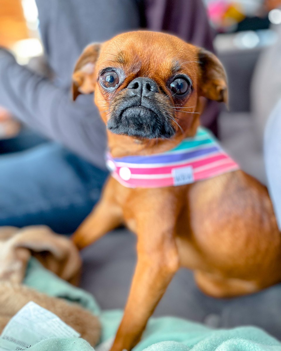 Hi! Here’s our little introduction. I’m Cookie, a brussels griffon, NOT a pug living in Canada with my obsessed dog mom. 🐶 I’m a really funny &amp; quirky doggo. We are so excited to make new friends ! 🥰

#DogsofTwittter #twitterdogcommunity #dogsoftwitter #dogs