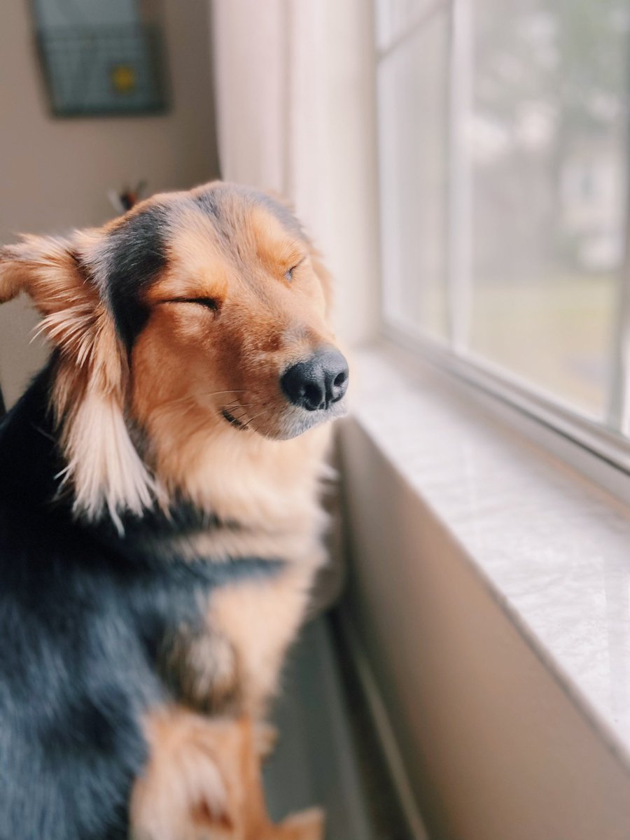 She’s closing her eyes and making a wish that we’ll hit 100 followers today. Jk, she actually doesn’t care and would much rather me play with her than be on Twitter. 😂🤷🏻‍♀️ #twitterdogcommunity #dogsoftwitter #Notifications #Florida