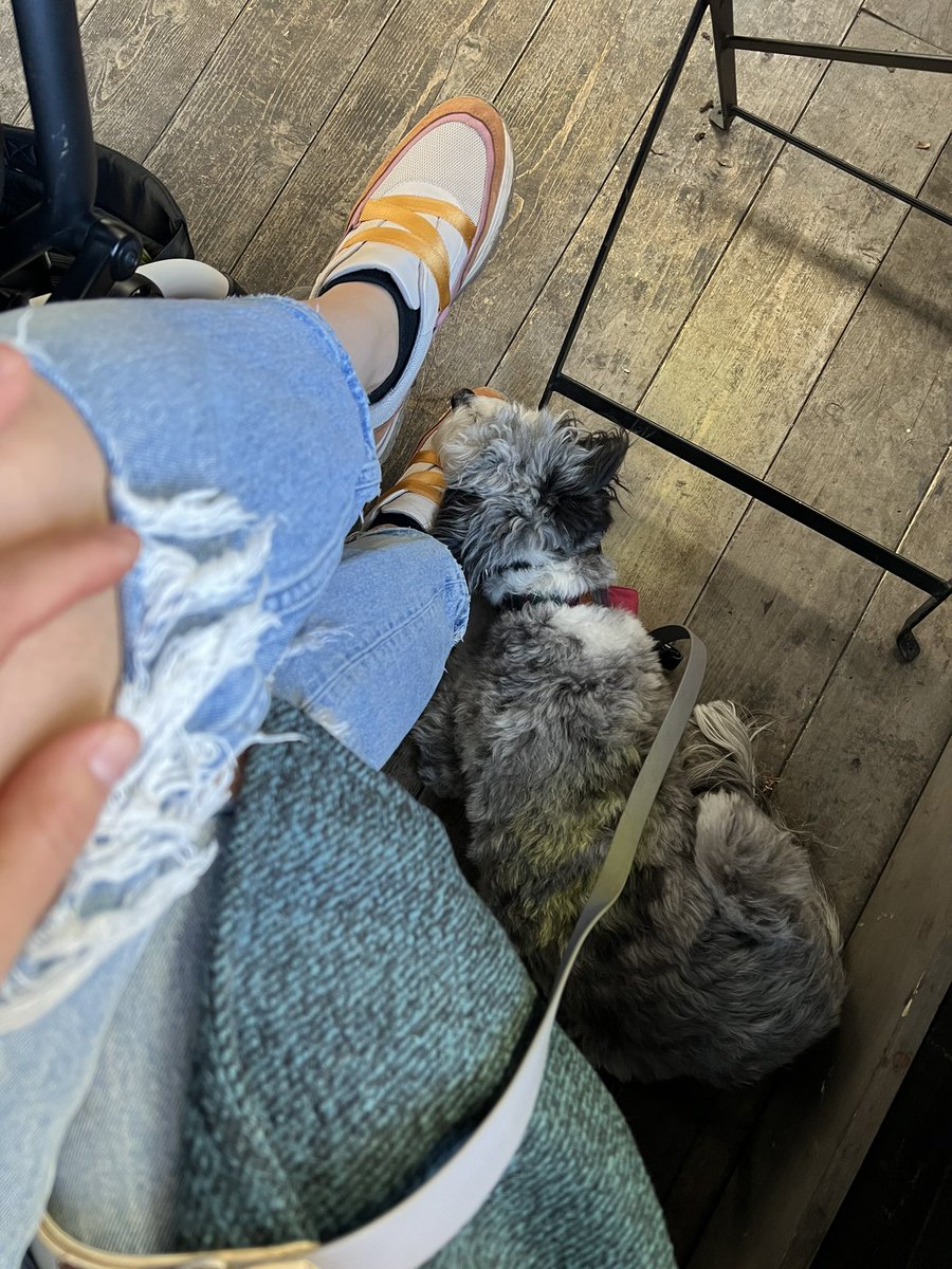 What are the rules? Can we do cell phone photos here? Hanging with my girl in the city - NYC pups let me know where you are! #dogsoftwitter #twitterdogcommunity #dogsofnewyork