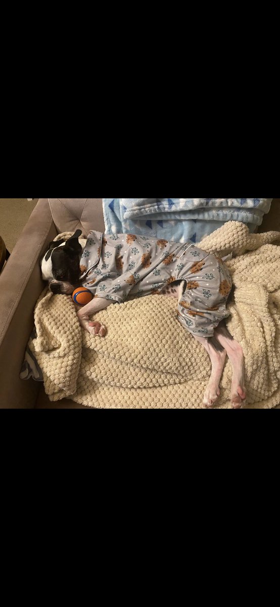 María Laura (@madrazomlaura) on Twitter photo <a href="/Chewy/">Chewy</a> This is Lola keeping warm with your pijamas!! <a href="/Chewy/">Chewy</a> This is Lola keeping warm with your pijamas!!