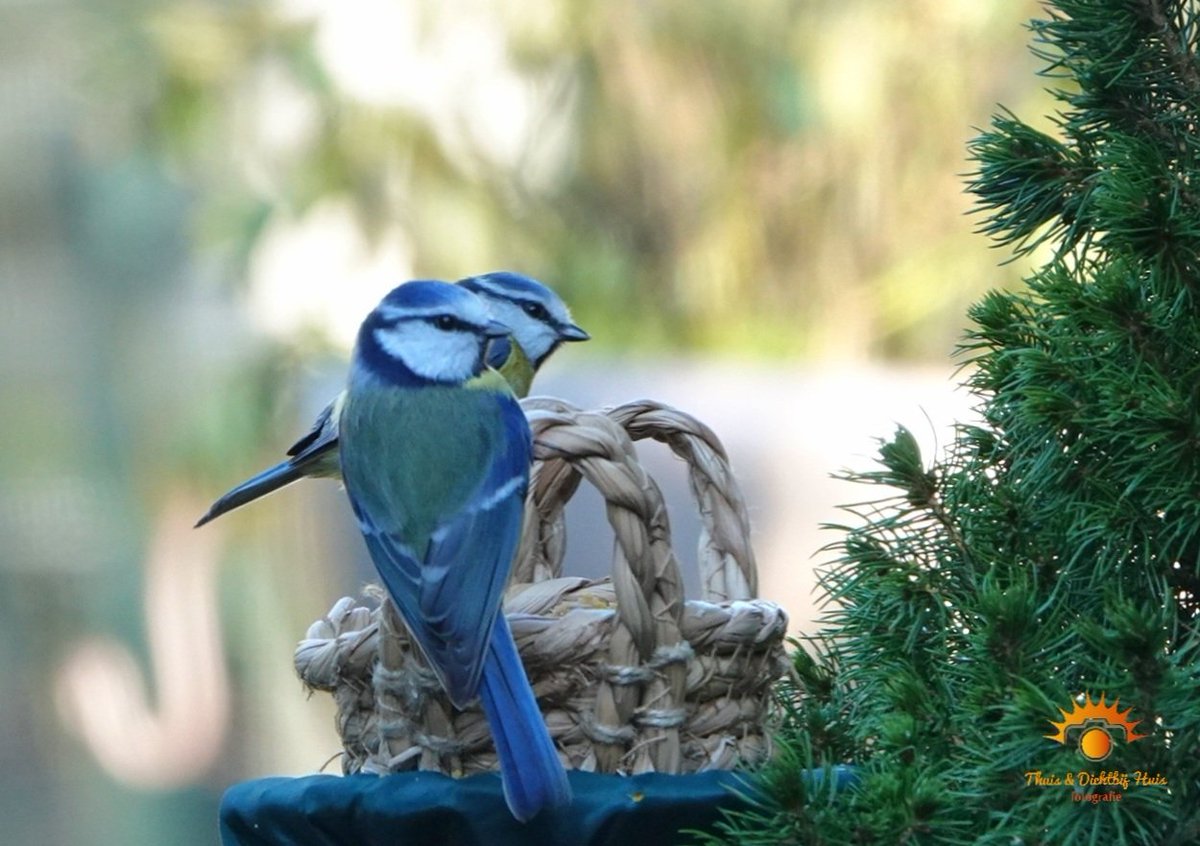 Een gezellige picknick in de tuin.
#vogeltuin #Roodeschool <a href="/vogelnieuws/">Vogelbescherming NL</a> #pimpelmees <a href="/Het_Hogeland/">Gemeente Het Hogeland</a>