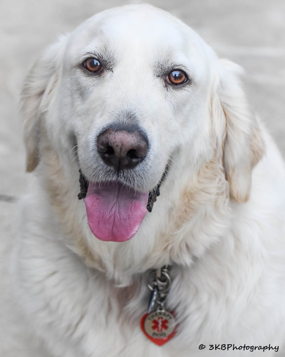 therapy_jake's tweet photo. @hearthandhowl #dogsoftwitter #dogs #collegedog #dog https://t.co/UBBhPL5mmv
