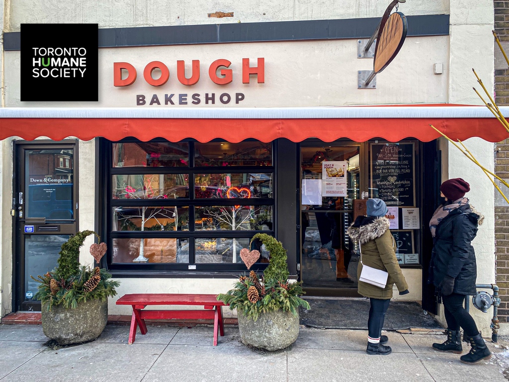 BroadviewDanBIA's tweet photo. Today is the day! Stop by @dough_bakeshop today and grab yourself a few treats & some bread knowing that your purchase is helping out little animals in need. Today 15% of sales go towards @THS_tweet for their annual #CupcakeDayFundraiser
#SeeyouontheDanforth ! https://t.co/MHSlOPPMGQ