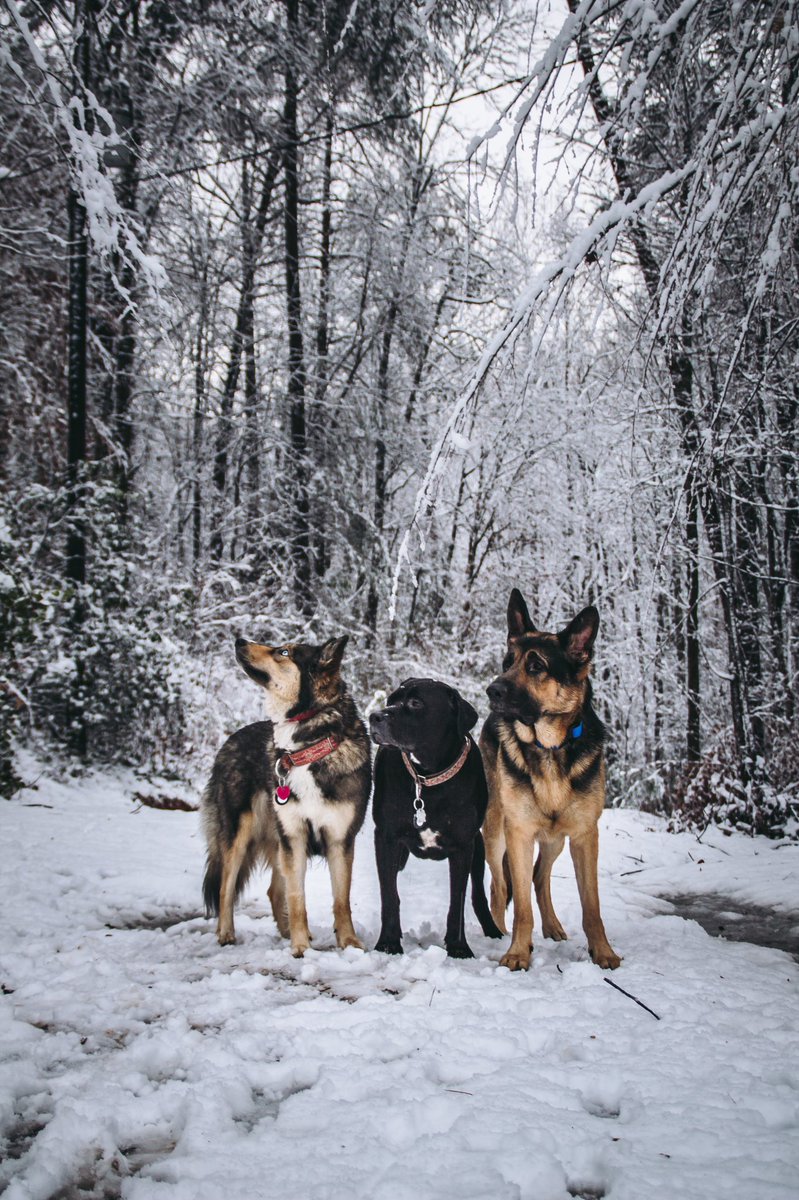 Koda + Bear + Kenai tweet media