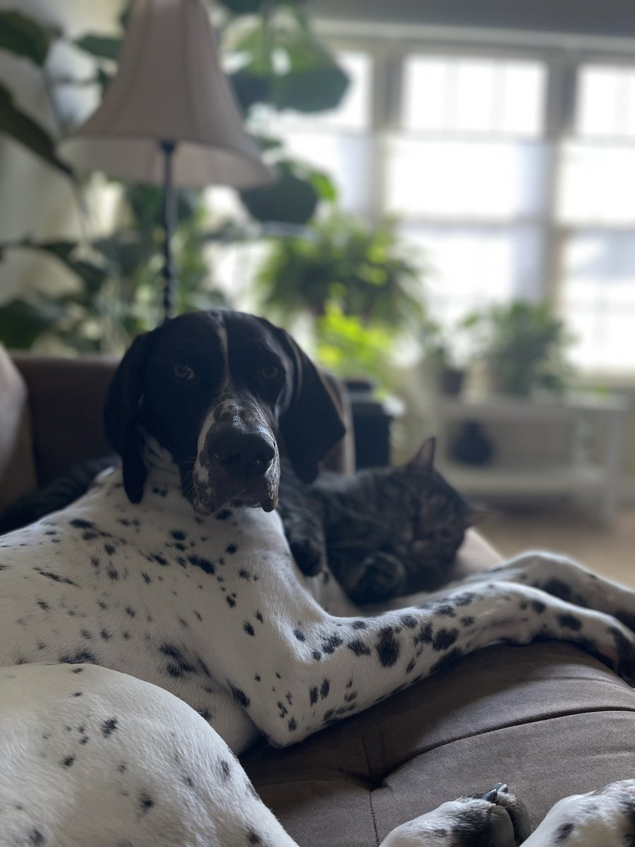 cyndisneath's tweet photo. @Mila_thepointer Finn from PA says Hi! https://t.co/X4HpSJJl47