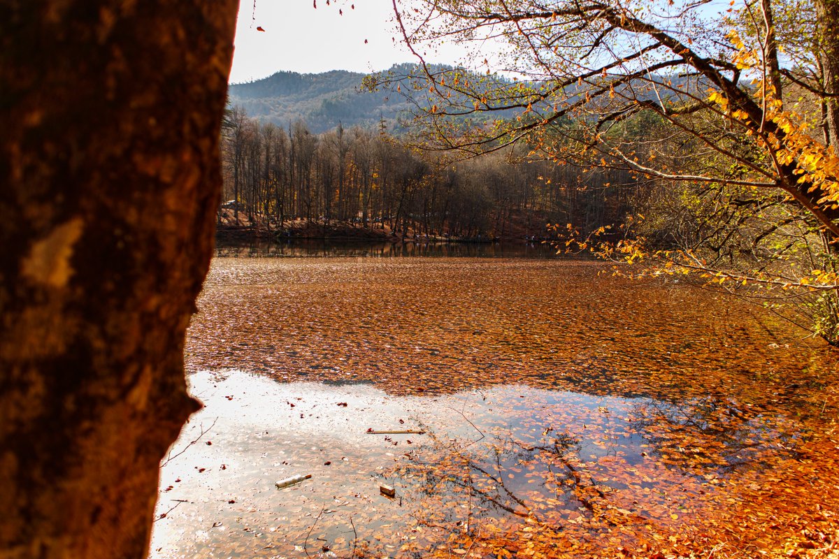 naratoras's tweet photo. Yapraklar
Yedigöller/Bolu/Türkiye
13.11.2021

#photography #photographer #photograph #photo #Fotografie #Fotograf #Foto #Fotos #fotoğrafçılık #fotoğrafçı #fotoğraf #spectures #landscape #Landschaft #manzara #göl #see #lake #Yedigöller #Bolu #Türkiye #Lightroom #Luminar #Twitter https://t.co/EuJkdQHsTA