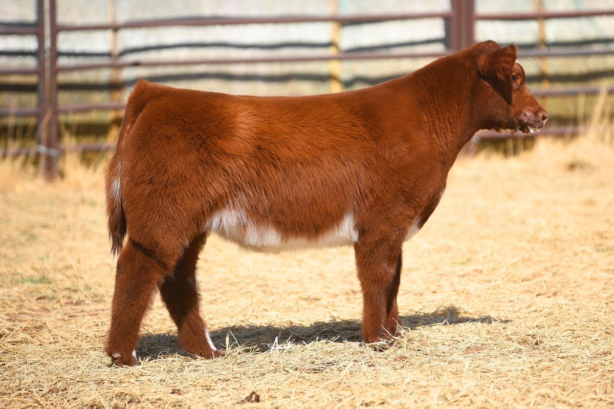 pwroftheplains's tweet image. The Power of the Plains Club Calf Sale 
March 6th is coming in hot! 
We are extremely excited about our offering this year, along with a great set from the consignors! 
Swing by and see them at our barn early next week or in Idalou at Long Cattle Company 
Jason: 806-292-1520