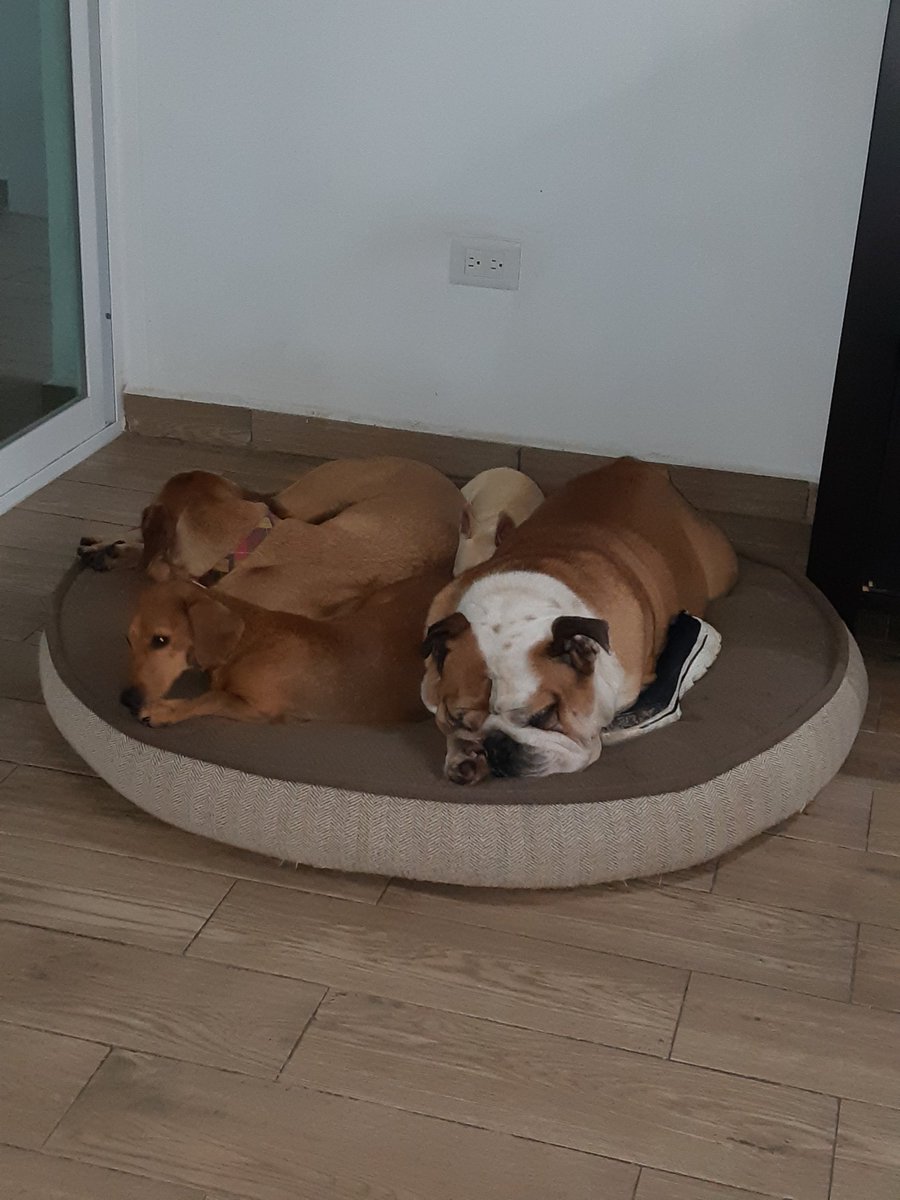 vinarceo's tweet photo. Mis 4 Tesoros #Rambo #Titán #Canelo #Matea https://t.co/xtAWFVSHug