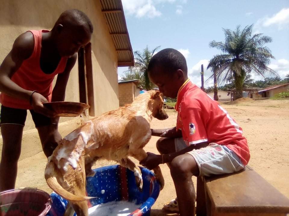 Our #dogwashing program promotes #ONEHEALTH CONCEPT that contributes to curtailing #diseasetransmission and also helps to cement the love and relationship between the #dogs and their owners especially the children. Please chip in at www.liberiaanimalwelfaresociety  
#Dogbathing