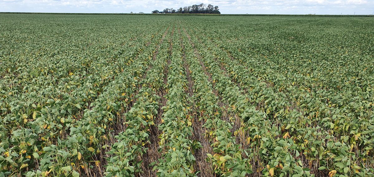 Produceagro1's tweet photo. Sur de Marcos Juárez-Inriville 

* maíz y soja de 2°

* 200 mm desde la madurez fisiológica del trigo

* lotes sin napa

* presencia de Arañuela y Trips

* pronóstico  🌧 paso de largo. https://t.co/x7K6UR1GAA