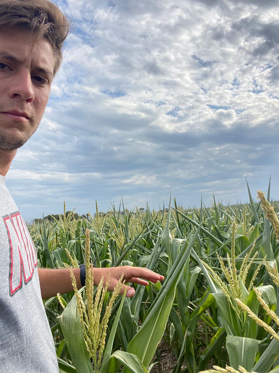 Produceagro1's tweet photo. Sur de Marcos Juárez-Inriville 

* maíz y soja de 2°

* 200 mm desde la madurez fisiológica del trigo

* lotes sin napa

* presencia de Arañuela y Trips

* pronóstico  🌧 paso de largo. https://t.co/x7K6UR1GAA