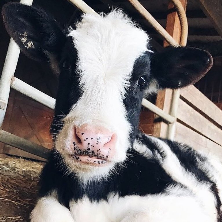 CowoftheDay1's tweet image. 📅 5th March 2022
🐮 Chester
🏷️ Instagram/ladytea.london
💕 #animaloftheday