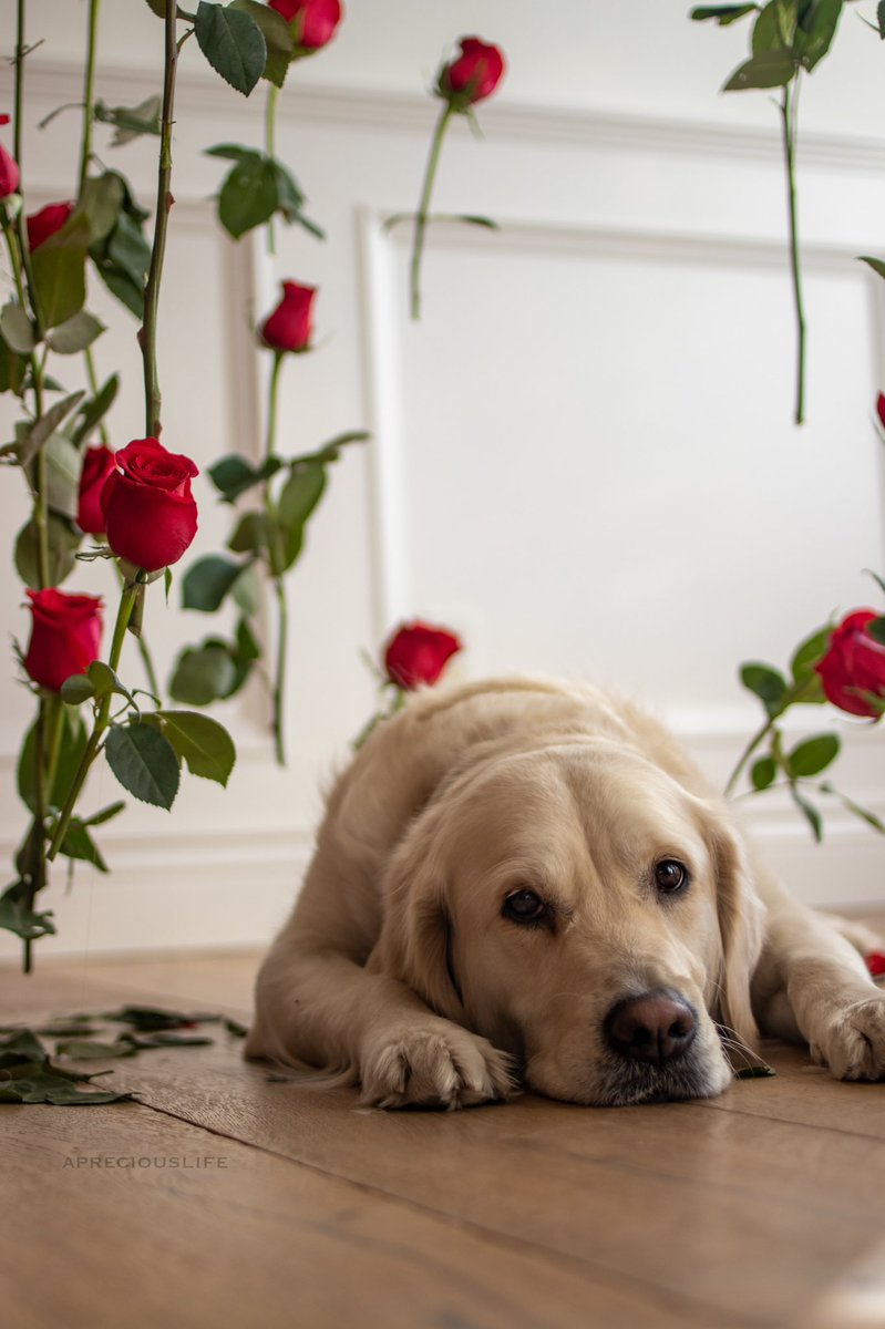 <a href="/AlbaAmongRoses/">Alba</a> among the #roses