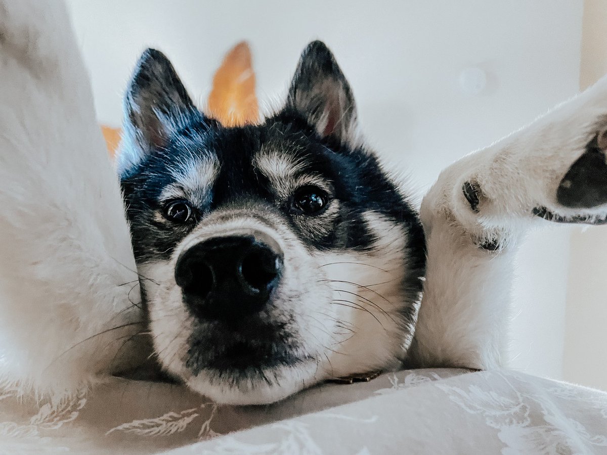 Lazy dogs of Twitter. I’ll go first. #lazydogsoftwitter #twitterdogcommunity #twitterdogs #twitterdog #Husky #dogsoftwitter