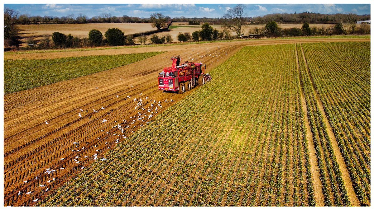 Last of the sugar beet for the season <a href="/NFUSugar/">NFU Sugar</a> <a href="/BritishSugar/">British Sugar</a>