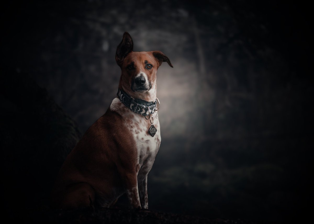 What are your favourite hashtags #TwitterDogCommunity #DogsofTwittter .