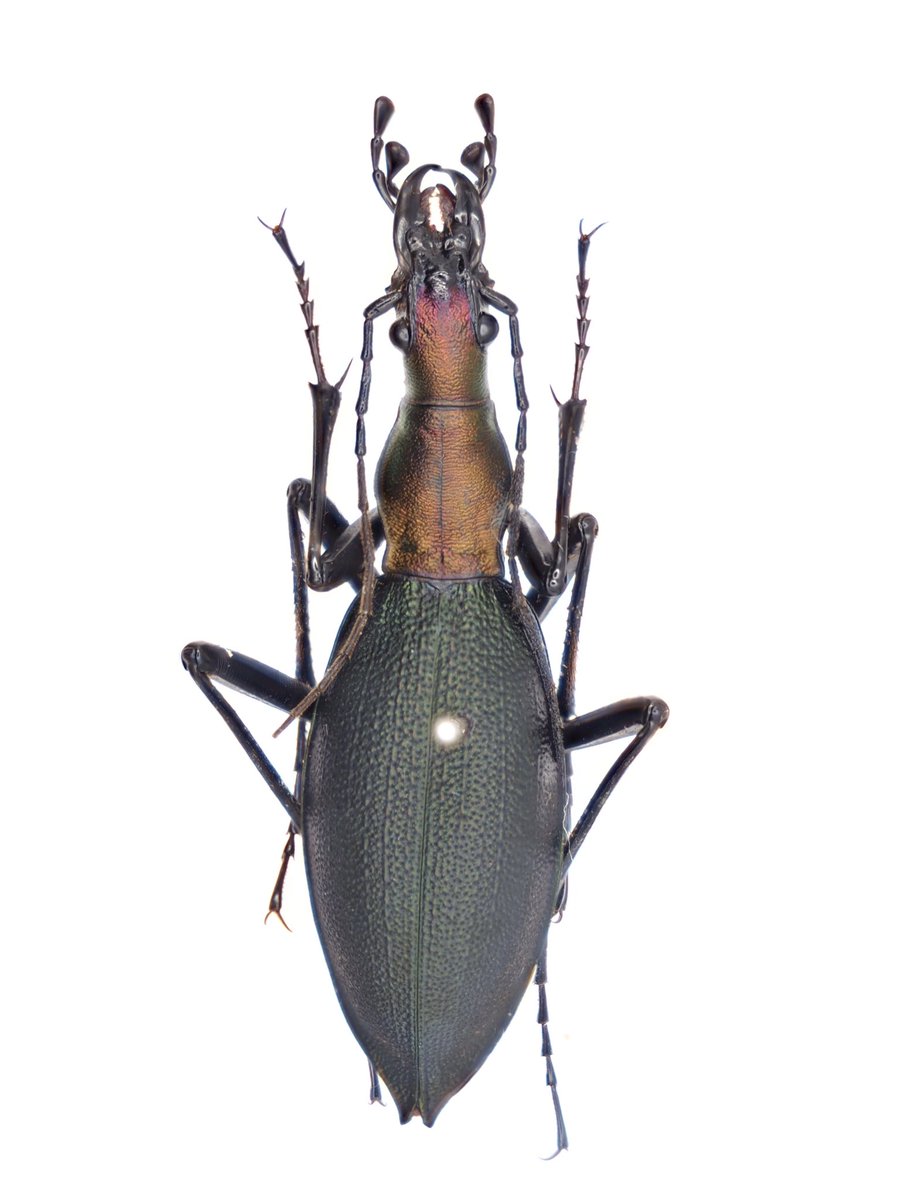 4191x9o6y1's tweet photo. カメラの練習…
#Calosoma #Cybister #Damaster
#Carabidae #adephaga https://t.co/RiCPkYMkci