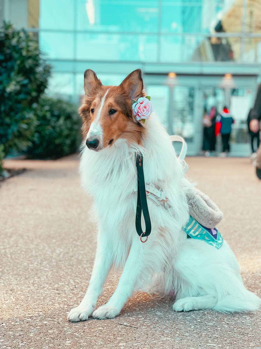 simplybe_'s tweet photo. We know the #twitterdogcommunity #DogCommunity is thriving right now! We would love to meet some new friends! Def comment especially if you’re a working pup! #servicedog https://t.co/2aQvtUx7by
