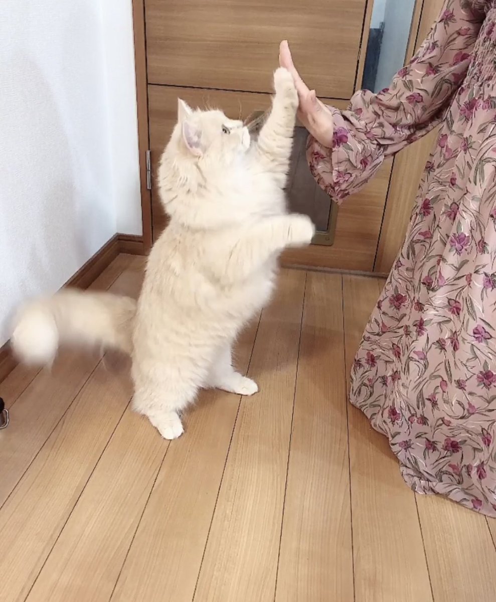 _s2_bell_'s tweet photo. ハイタッチ♡
#猫のいるくらし  #ラガマフィン https://t.co/fahrXueOFQ