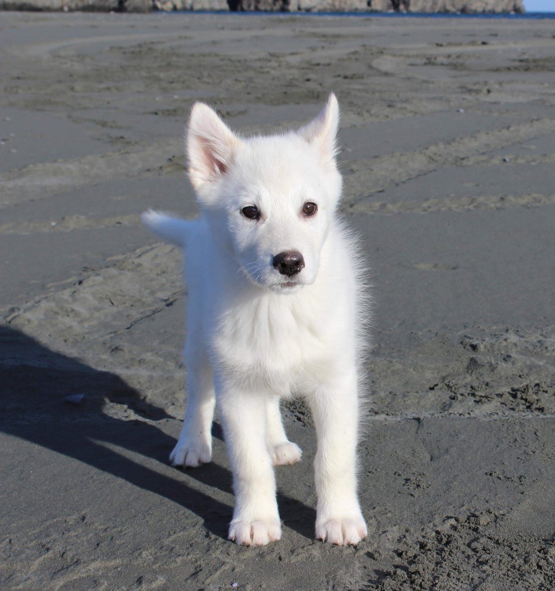 Birch, Bambi & Bliss tweet media